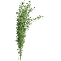 Fargesia murielae D summer