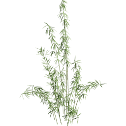 Fargesia murielae E summer