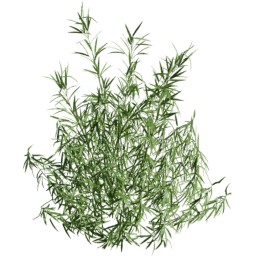 Fargesia murielae F summer