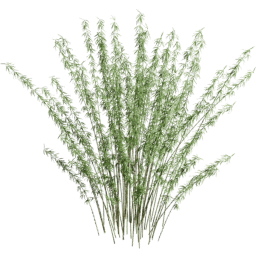 Fargesia murielae G summer