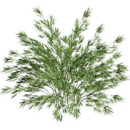 Fargesia murielae H summer