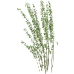 Fargesia murielae I summer