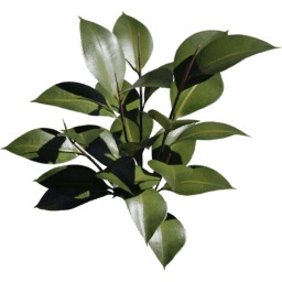 Ficus elastica A spring summer autumn