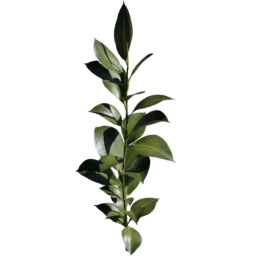 Ficus elastica B spring summer autumn