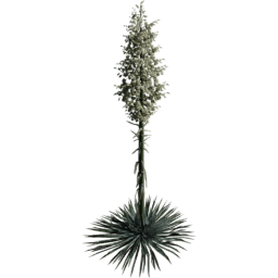 Hesperoyucca whipplei A spring summer