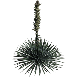 Hesperoyucca whipplei B spring summer