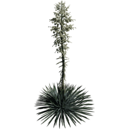 Hesperoyucca whipplei C spring summer