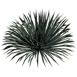 Hesperoyucca whipplei D spring summer