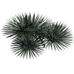 Hesperoyucca whipplei E spring summer