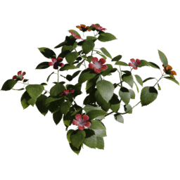 Hibiscus rosa sinensis A spring summer autumn