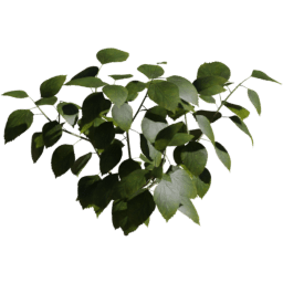 Hibiscus rosa sinensis B spring summer autumn