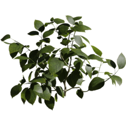 Hibiscus rosa sinensis C spring summer autumn