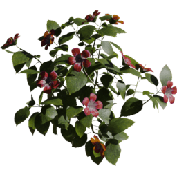 Hibiscus rosa sinensis D spring summer autumn