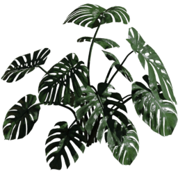 Monstera deliciosa A spring summer autumn