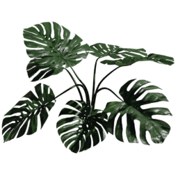Monstera deliciosa B spring summer autumn
