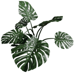 Monstera deliciosa C spring summer autumn