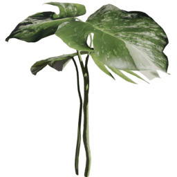 Monstera deliciosa variegata A spring summer autumn