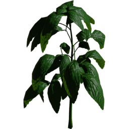 Ocimum basilicum A spring summer autumn