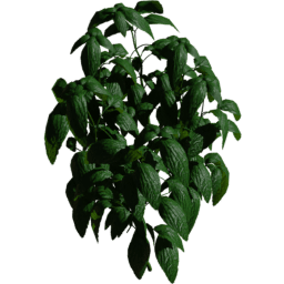 Ocimum basilicum B spring summer autumn