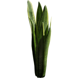 Sansevieria trifasciata A spring summer autumn