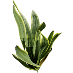 Sansevieria trifasciata B spring summer autumn