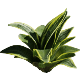 Sansevieria trifasciata C spring summer autumn