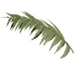 Single Dryopteris carthusiana A spring summer autumn