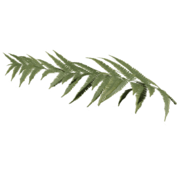 Single Dryopteris carthusiana B spring summer autumn