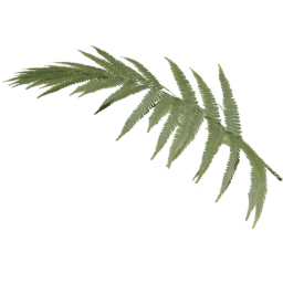 Single Dryopteris carthusiana C spring summer autumn