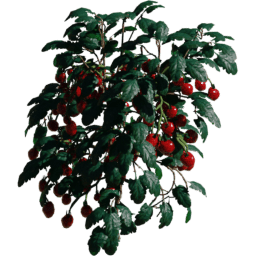 Solanum lycopersicum A spring summer autumn