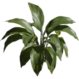 Spathiphyllum wallisii A spring summer autumn