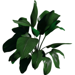 Strelitzia nicolai A spring summer autumn