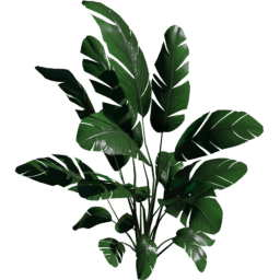 Strelitzia nicolai B spring summer autumn