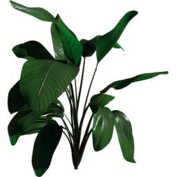 Strelitzia nicolai C spring summer autumn