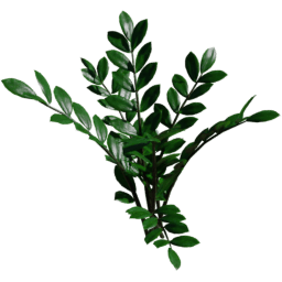 Zamioculcas zamiifolia A spring summer autumn