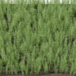 Plants Equisetum arvense B summer