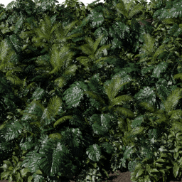 Plants Tropical forest A spring summer