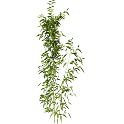 Bambusa vulgaris A spring summer autumn