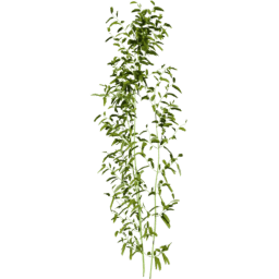 Bambusa vulgaris B spring summer autumn