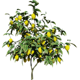 Citrus medica A spring summer autumn