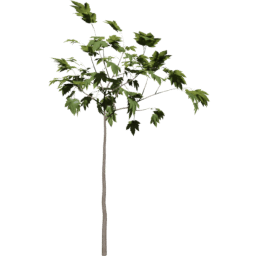 Acer pseudoplatanus A summer