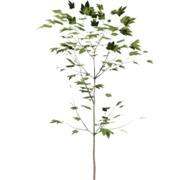 Acer pseudoplatanus B summer