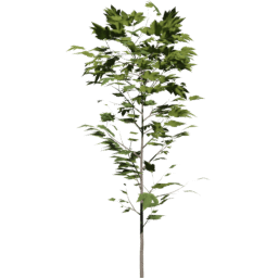 Acer pseudoplatanus C summer