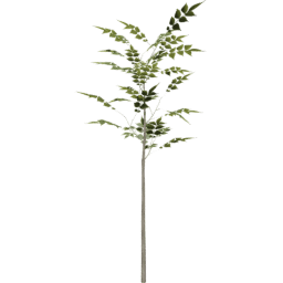 Fraxinus excelsior A summer