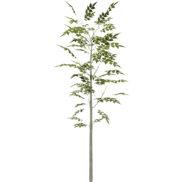 Fraxinus excelsior C summer