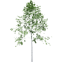 Populus tremuloides A summer