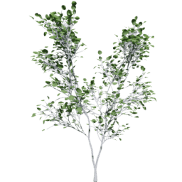 Populus tremuloides B summer