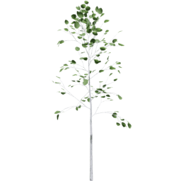 Populus tremuloides C summer