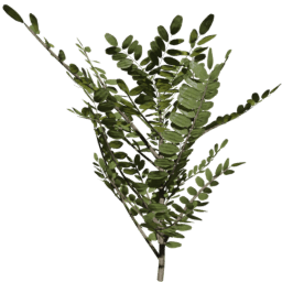 Robinia pseudoacacia A summer