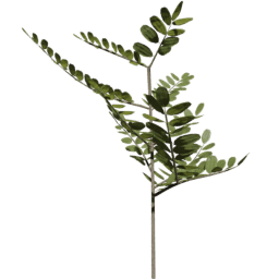 Robinia pseudoacacia B summer